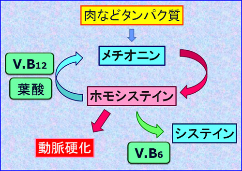 ホモシステイン説明図